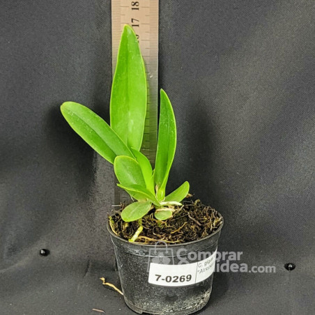 Cattleya gigas var. s/alba “Atropurpurea” Muda