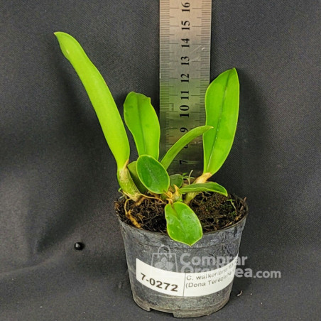 Cattleya walkeriana flâmea (Dona Terezinha x T-57) Muda