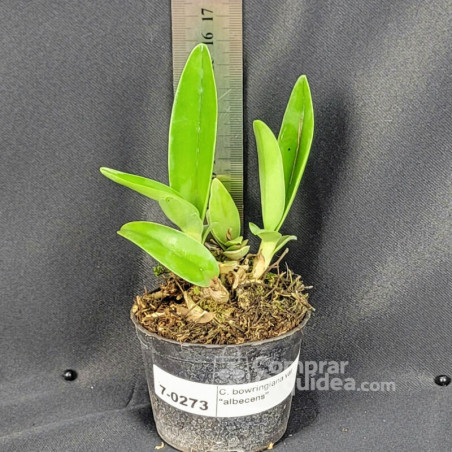 Cattleya bowringiana var. “albecens” Muda