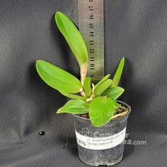 Cattleya Amethystoglossa var. aurea vassoral Muda