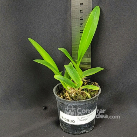 Cattleya percivaliana var. “alba” “Desejo” Muda