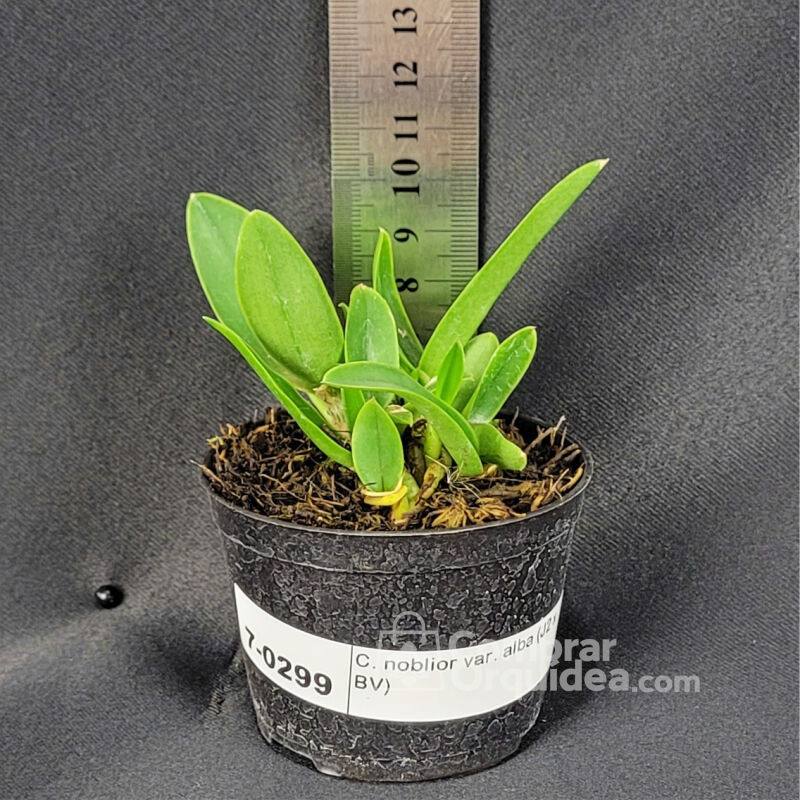 Cattleya noblior var. alba (J2 x BV)  Muda