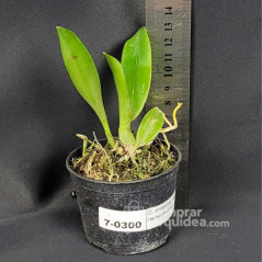 Cattleya mossiae var. reineckiana  Muda