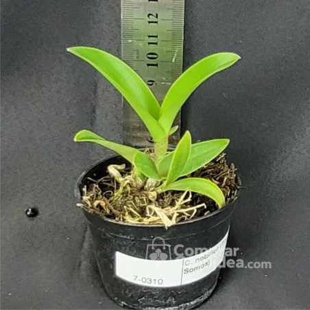 Cattleya nobilior (Top Top x Somos)  Muda