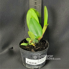 Cattleya amethystoglossa (Lilacina x Ameziana) Muda