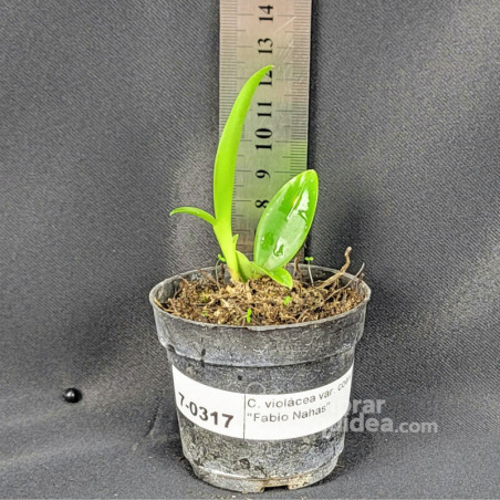 Cattleya violácea var. coerulea “Fabio Nahas” Muda