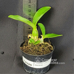 Cattleya nobilior Lilacina (Perola x Bacana)  Muda