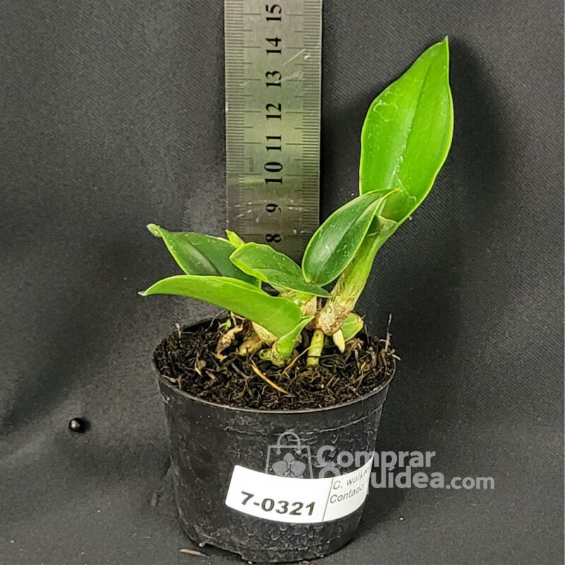 Cattleya walkeriana tipo (João Contador x 2001)  Muda