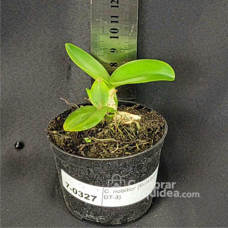 Cattleya nobilior (Bola branca x DT-3)  Muda