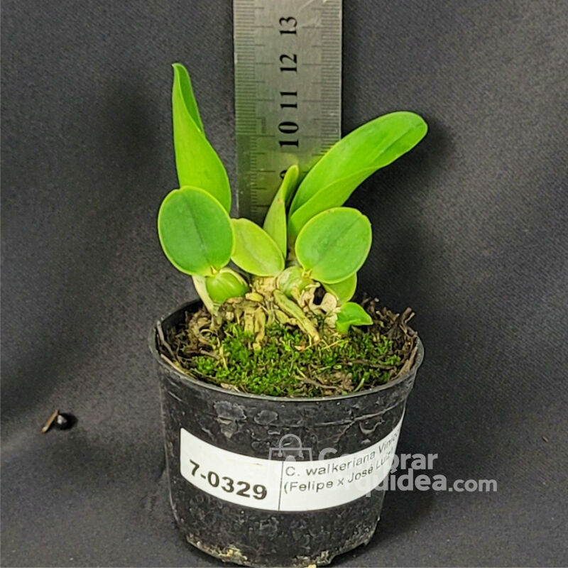 Cattleya walkeriana Vinicolor (Felipe x José Luiz)  Muda