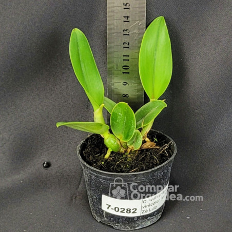 Cattleya walkeriana var. vinicolor (Willian x Tijolo) x Zé Luiz Muda