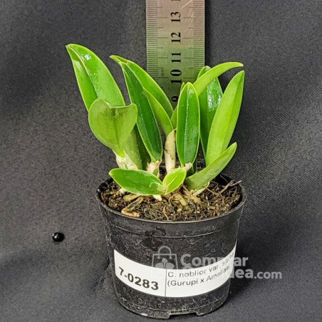 Cattleya noblior  s/ alba (Gurupi x Amaliae) Muda