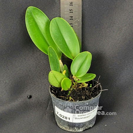 Cattleya walkeriana var. tipo “Bow khazen”  Muda