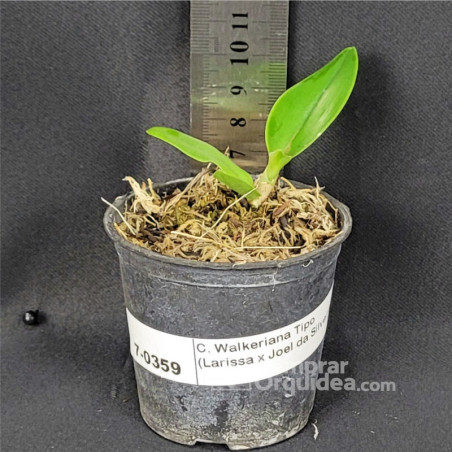 C. Walkeriana Tipo (Larissa x Joel da Silveira) Muda