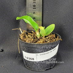 Cattleya Violacea Alba Muda