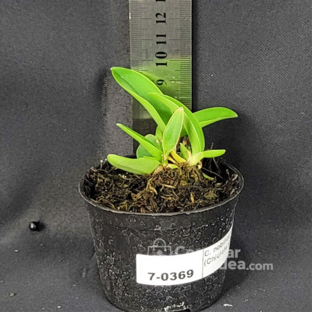 C. Nobilior Amaliae (Chiclete x Banana) Muda