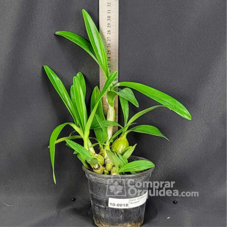 Dendrobium chrysotoxum “Aureum” Pré-Adulta