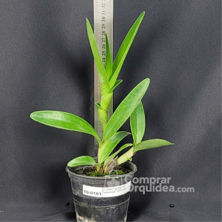 Cattleya bowringiana var. “coerulea” (Gnomos) Pré-Adulta