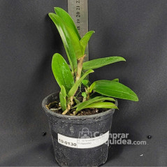 Cattleya Granulosa (Jordão x Trilabelo)  Pré-Adulta