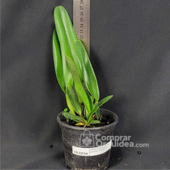 Laelia purpurata var. carnea “Cereja”  Pré-Adulta