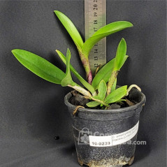 C. Amethystoglossa Lilacina (Livia x Carina) Pré-Adulta