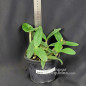 Cattleya schilleriana (Rubra x Labelão) ADULTA