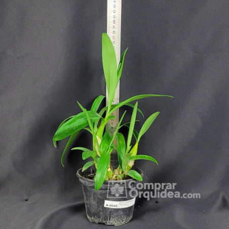 Dendrobium chrysotoxum “Aureum” ADULTA