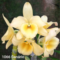 Dendrobium nobile Yellow Song Canary