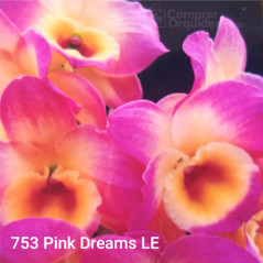 Dendrobium Pink Dreams LE ADULTA