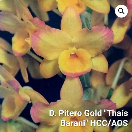 Dendrobium Pítero Gold “Thaís Barani” HCC / AOS