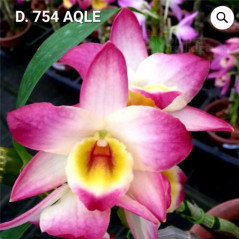 Dendrobium Aqle
