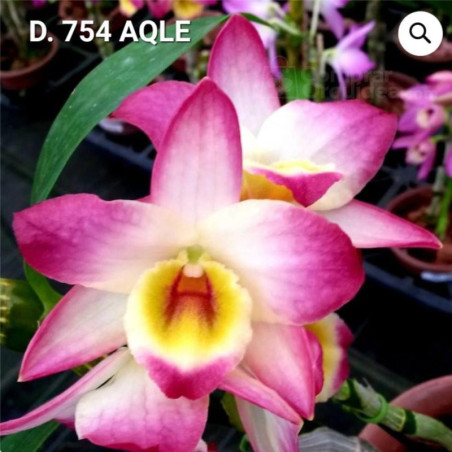 Dendrobium Aqle ADULTA