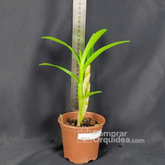 Dendrobium BBM ADULTA