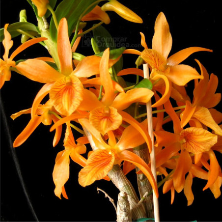 Dendrobium Stardust “Firebird” ADULTA