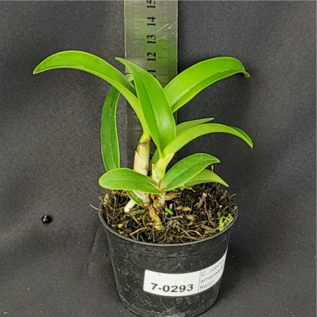 C. nobilior var. amaliae(Britânico x Para Raio)  Muda