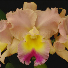 Blc Goldenzelle “Saddle Peak”