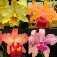kit orquídea