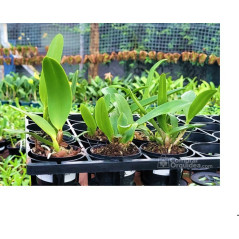 kit 6 Mudas Cattleya IDENTIFICADAS (Seedling)