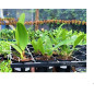 kit 6 Mudas Cattleya IDENTIFICADAS (Seedling)