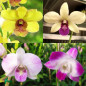 Kit 8 Orquídeas Denphal Adulta COM HASTE FLORAL