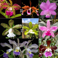kit 10 Orquídeas Raras de Colecionador