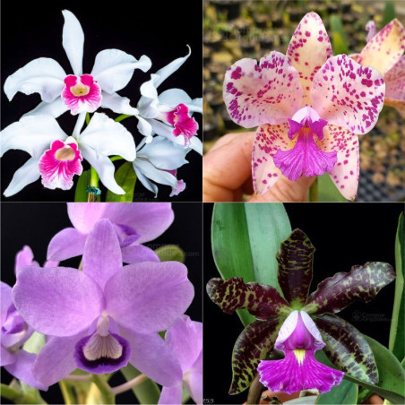 kit 10 Orquídeas Raras de Colecionador