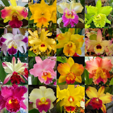 kit 20 Orquídeas