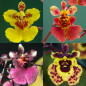 Oncidium equitante "Tolumnia" ADULTA