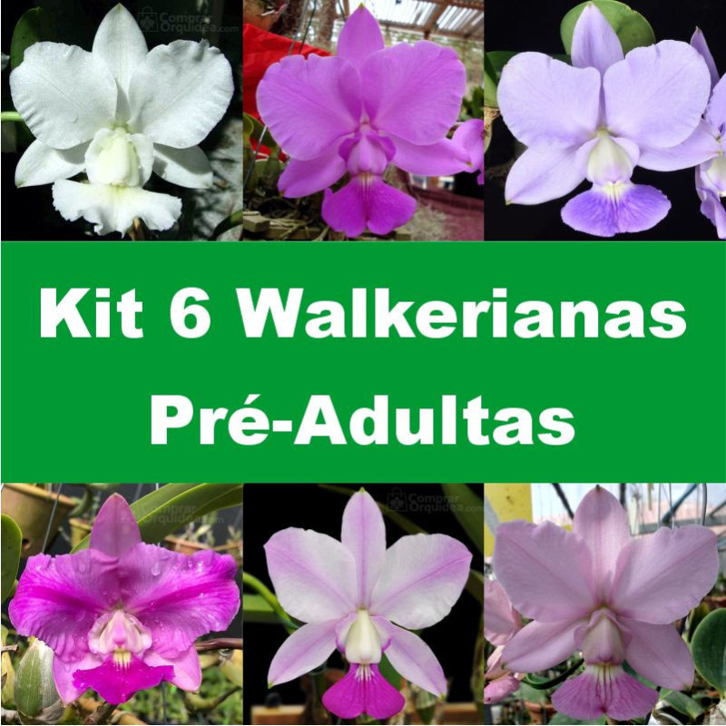 Kit 6 Walkerianas Pré-Adultas