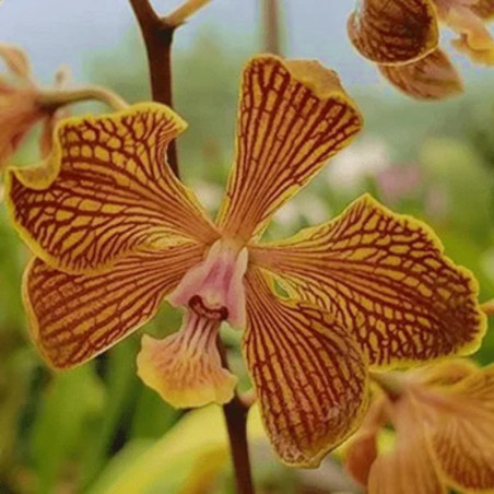 Encyclia fowliei