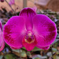 Phalaenopsis Roxo Purple Explosion Pré-Adulta