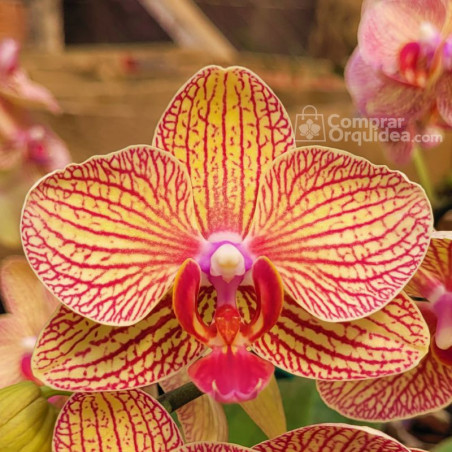 Phalaenopsis Vermelho com Amarelo Baldan's Kaleidoscope