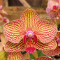 Phalaenopsis Vermelho com Amarelo Baldan's Kaleidoscope Pré-Adulta