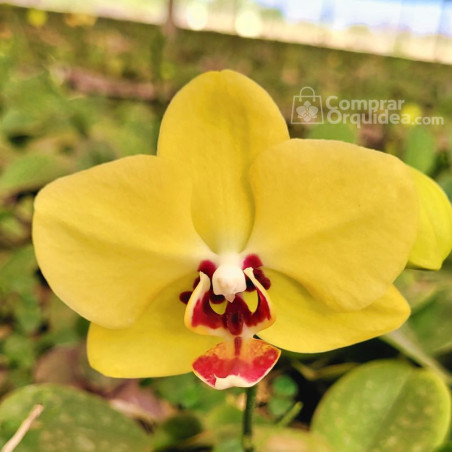 Phalaenopsis Amarelo Sininho Golden Bell Pré-Adulta